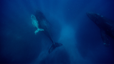 Самка редкого глубоководного кита погибла на берегах США из-за птичьего гриппа