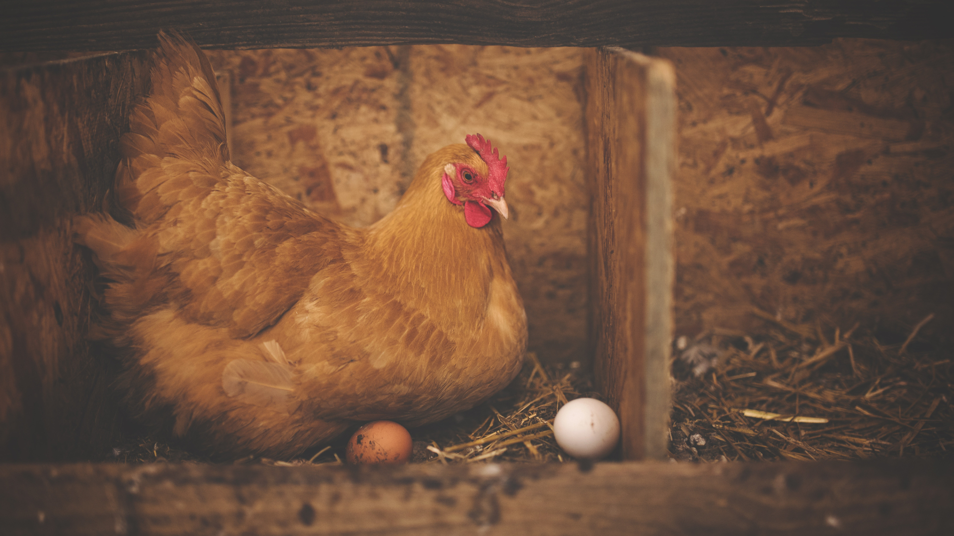 Петербуржцы рискуют столкнуться с дефицитом куриных яиц из-за птичьего гриппа