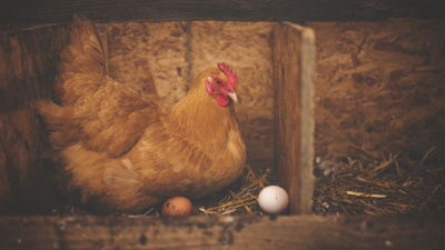 Петербуржцы рискуют столкнуться с дефицитом куриных яиц из-за птичьего гриппа