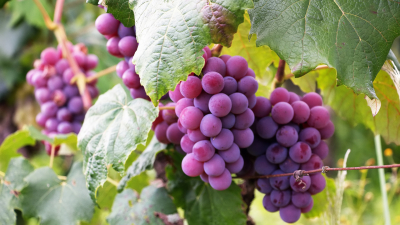 Какие манипуляции с виноградом в июле помогут ему стать сочным и сладким?