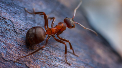 Как всего за сутки избавиться от муравьев?