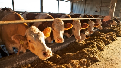 Изготовление корма для животных из просроченных продуктов поддержали в Минпромторге