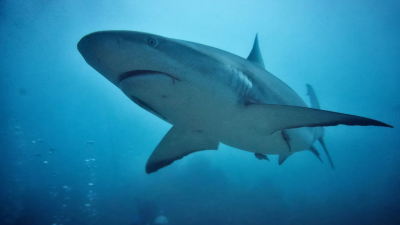 Ученые нашли подводных червей-зомби, поедающих зубы акул 