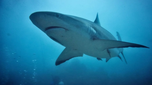 Ученые нашли подводных червей-зомби, поедающих зубы акул 
