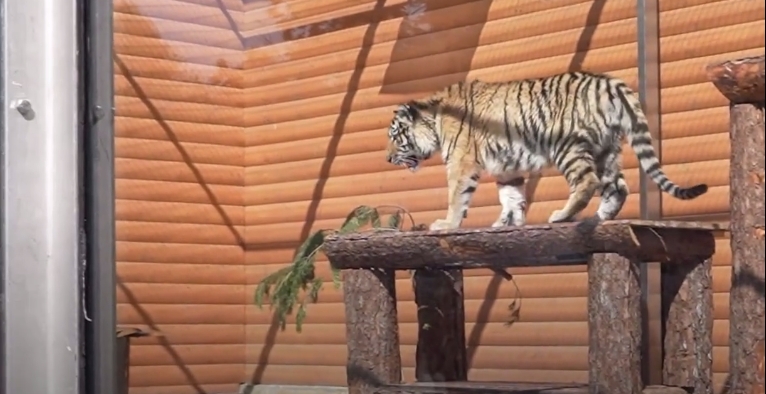 Тигрёнка Зевса из Мариуполя впервые увидели посетители Ленинградского зоопарка