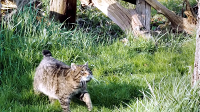 Зоозащитники Шотландии выпустили на волю диких кошек