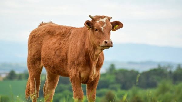 Российские ученые обнаружили новый пребиотик для животных — Agriculture