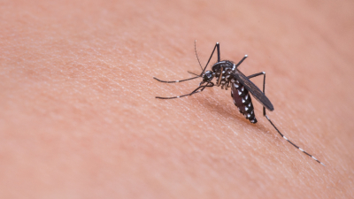 Японские ученые предлагают уничтожать комаров бытовой химией