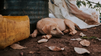 Бездомные собаки оказались носителями патогена, смертельно опасного для человека