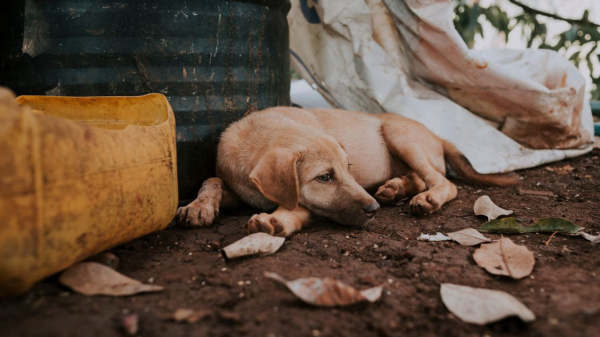Бездомные собаки оказались носителями патогена, смертельно опасного для человека