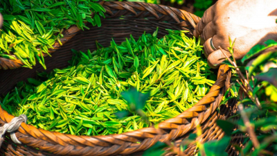 В зелёном чае нашли соединение для лечения миомы матки