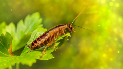 5 способов бороться с тараканами в домашних условиях