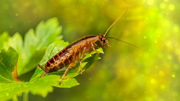 5 способов бороться с тараканами в домашних условиях