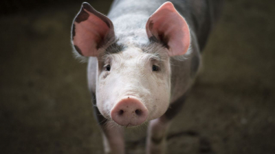 Ученые из США решились на эксперимент по скрещиванию человека со свиньей 