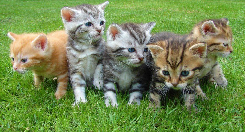 Владельцам кошек рассказали, как распознать коронавирус у питомца и сколько стоит его вылечить