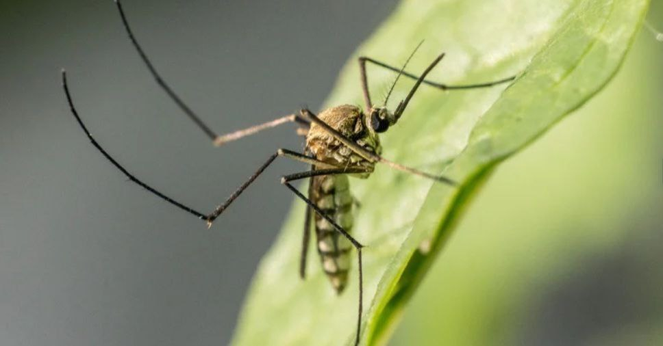 6 безопасных для детей способов избавиться от комаров 