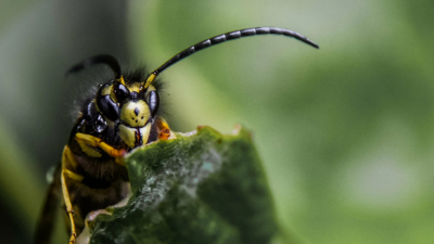 Российские ученые создали перевязочный материал на основе панцирей насекомых