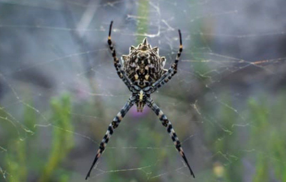 В регионах России заметили множество смертельно опасных пауков 