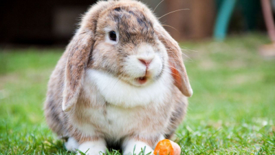 Кролики – не только ценный мех: Доктор Мясников рассказал о пользе крольчатины 