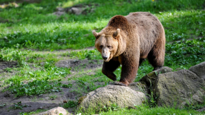 Шоумен Павел Воля столкнулся лицом к лицу с медведем на дороге в Камчатке