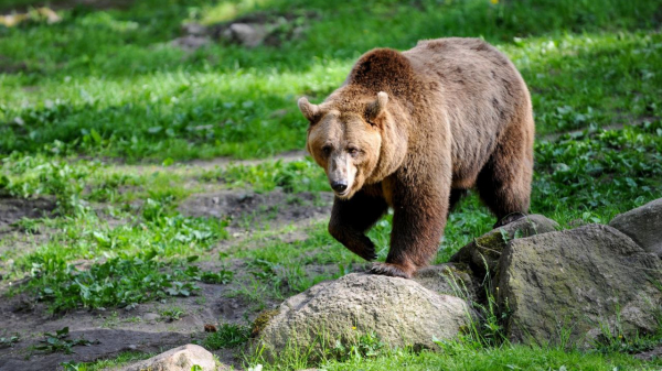Шоумен Павел Воля столкнулся лицом к лицу с медведем на дороге в Камчатке
