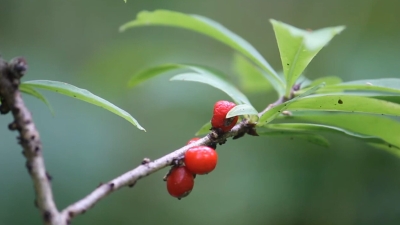 Как правильно собирать ягоды в лесу в июле и августе чтобы не отравиться? 4 полезных совета