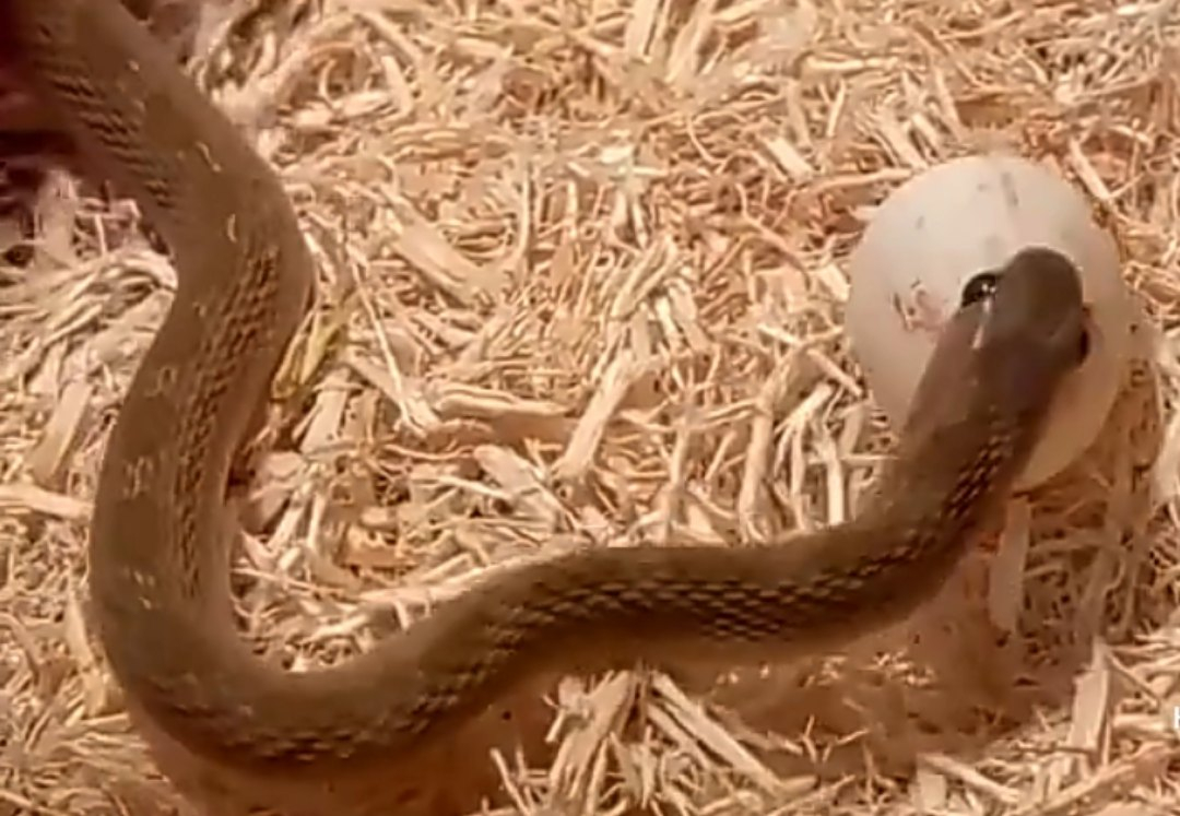 В США нашли самую прожорливую змею в мире