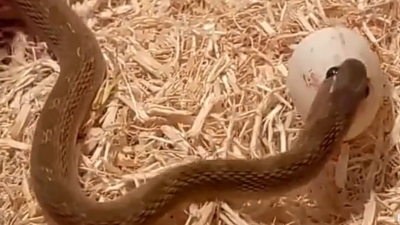 В США нашли самую прожорливую змею в мире