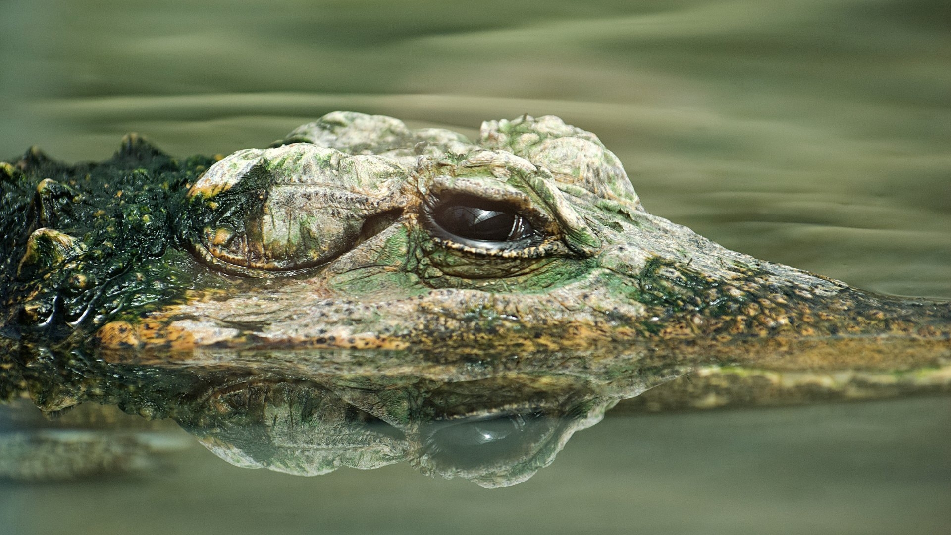 Лионский университет: крокодилы умеют распознавать эмоции плачущих детей, чтобы их съесть
