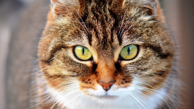 Житель Великобритании заразился новой неизвестной инфекцией через укус бродячей кошки