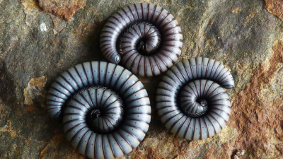 Ученые нашли новый вид морского червя с щетинками-сюрикенами в Северной Америке