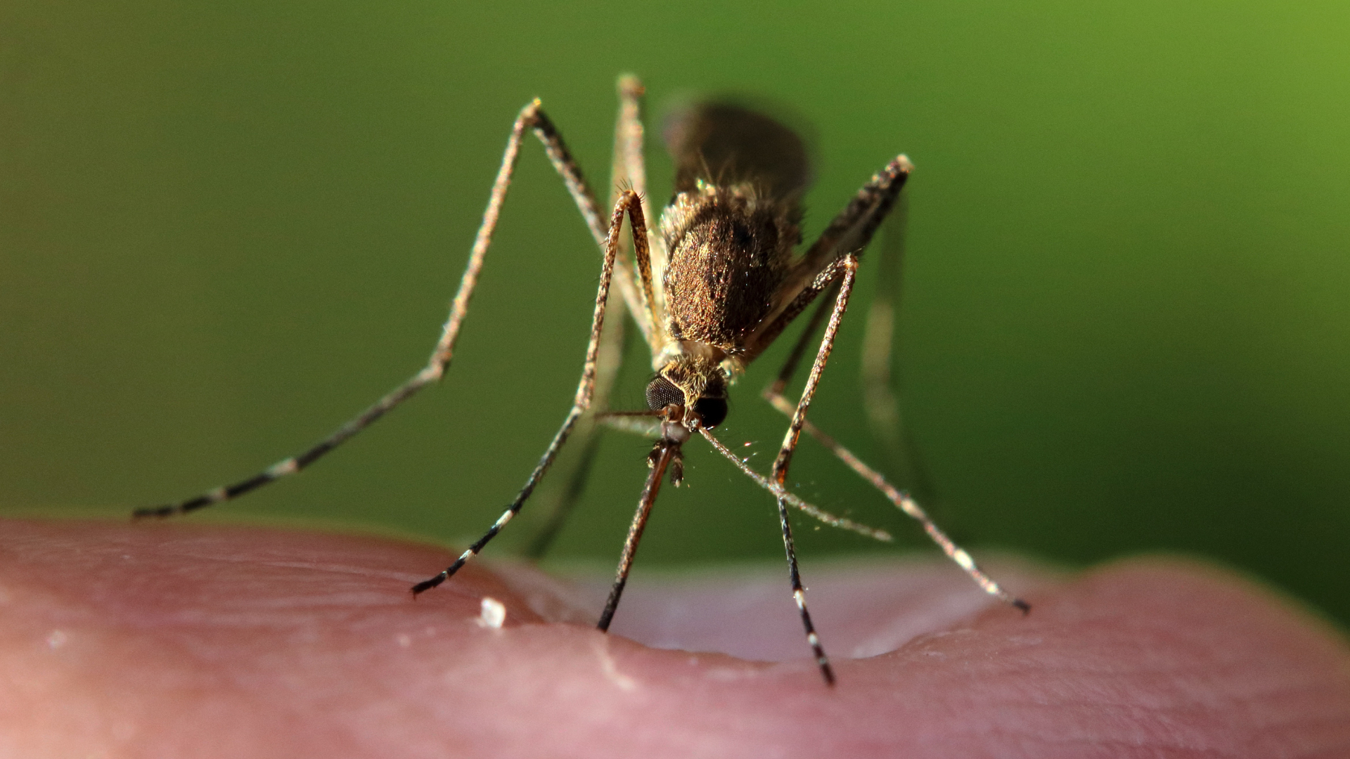 Кровопийцы не пройдут: 6 неожиданных народных средств для отпугивания комаров