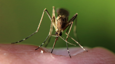Ученые искоренят малярию к 2040 году с помощью новой вакцины
