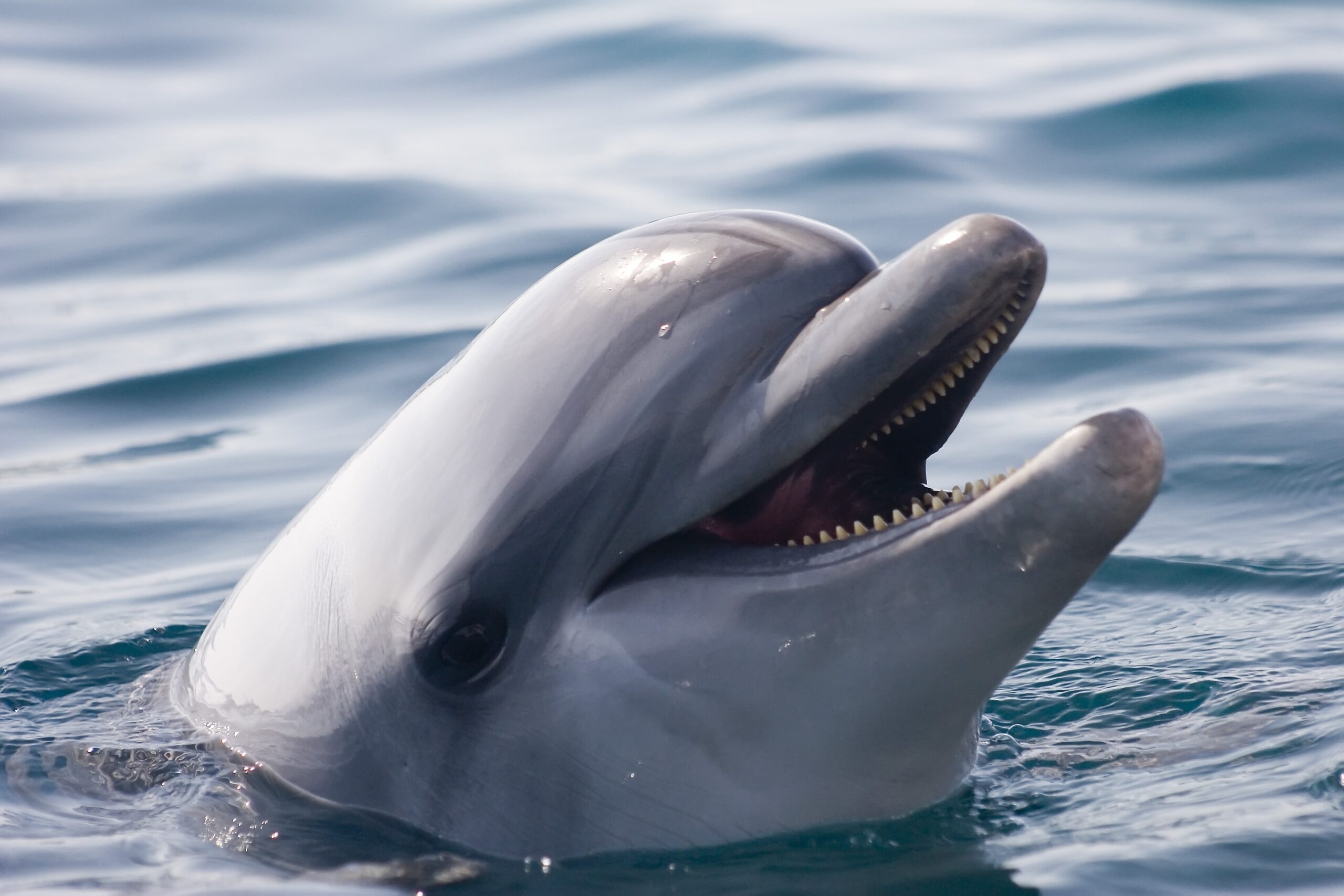 Берег Анапы стал любимым местом для дельфинов