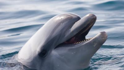 Берег Анапы стал любимым местом для дельфинов