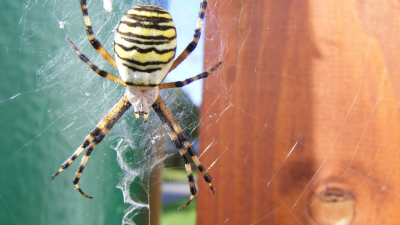 Ужас Подмосковья: крупный желтый паук-оса терроризирует местных жителей