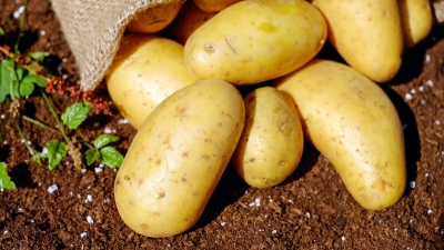 5 секретов успешного сбора картофеля: советы от опытных садоводов