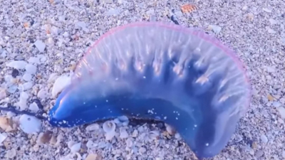 Туристов на популярных тайских курортах атакует смертельно опасная медуза. Пляжи могут закрыть надолго