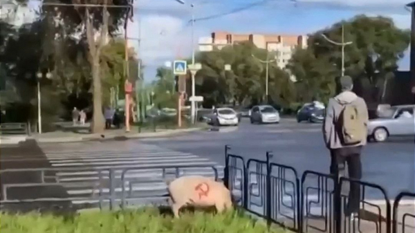 Глава Хакасии осудил провокацию с живой свиньей и символом Красного Знамени