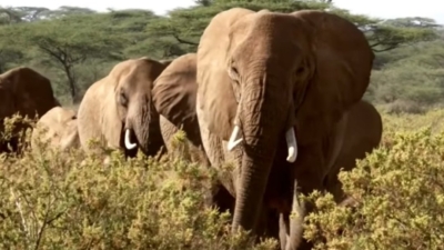 Слоны одни из немногих животных отзываются на собственное имя