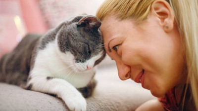 Почему каждый хозяин должен знать повадки своей кошки — ученые
