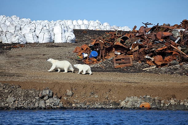 Эколог Ершова выявила «главных виновников» загрязнения Русской Арктики