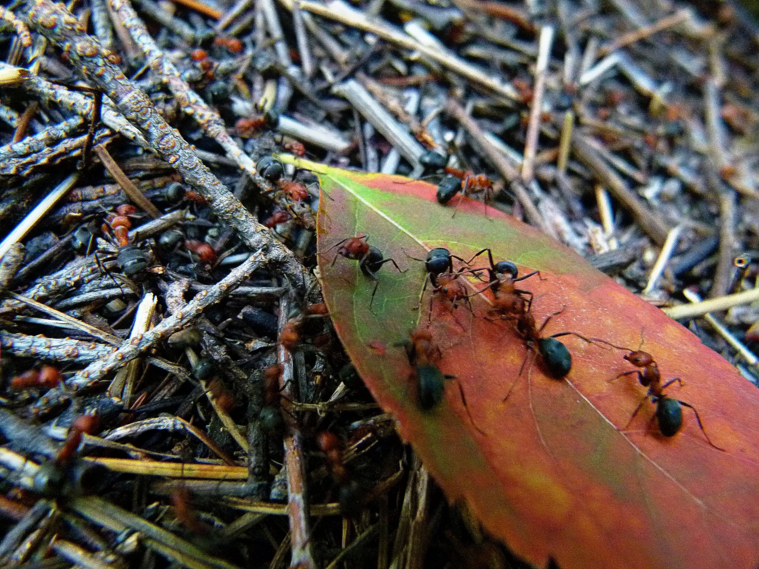 Красные огненные муравьи из Италии угрожают Европе