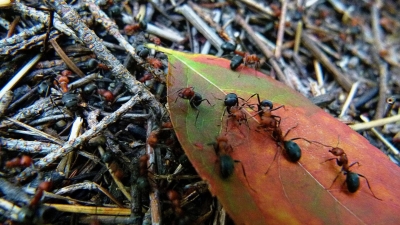 Красные огненные муравьи из Италии угрожают Европе