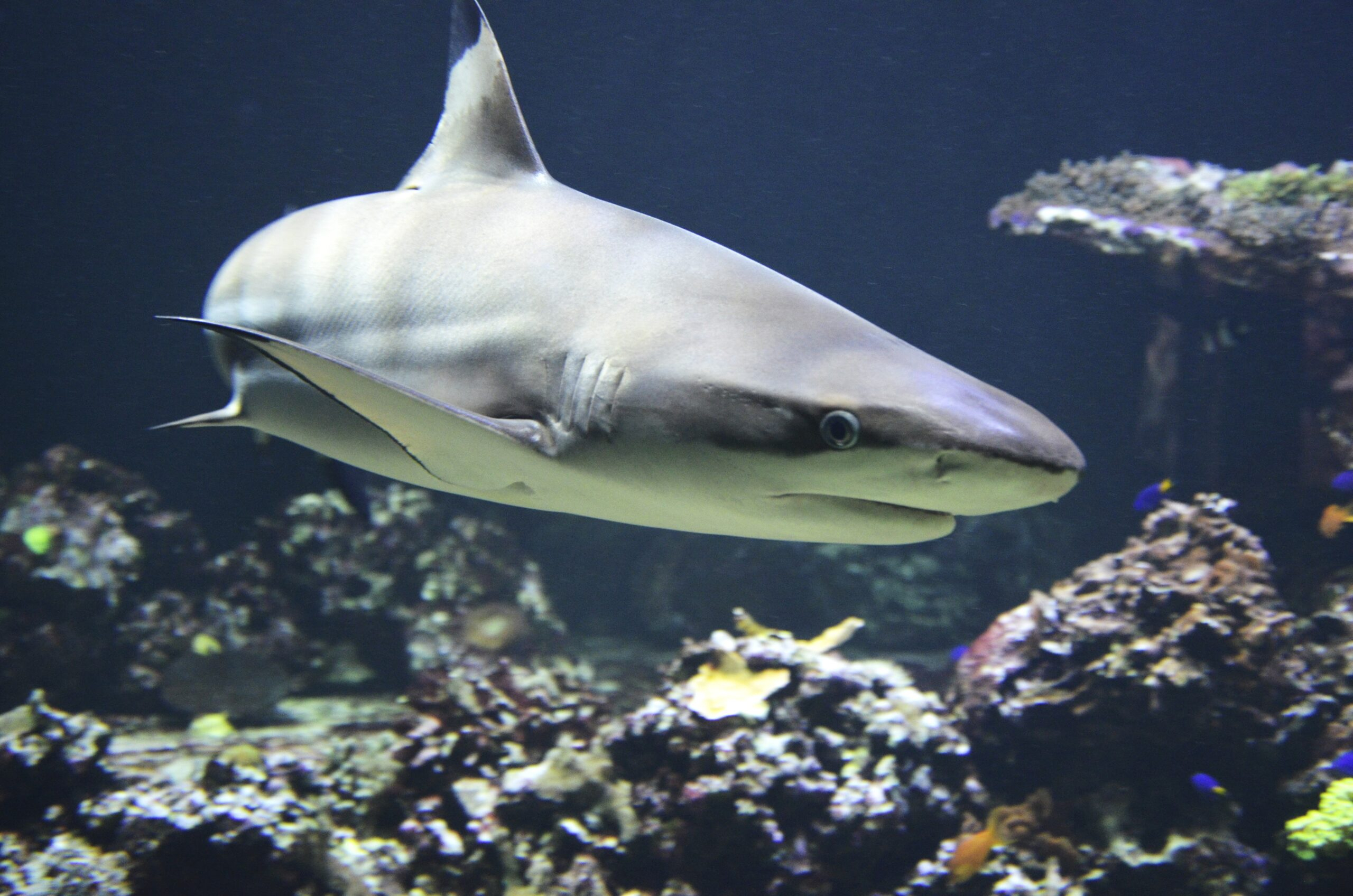 Очевидцы: Жители Приморья спасли двухметровую акулу от гибели