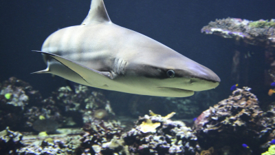 Очевидцы: Жители Приморья спасли двухметровую акулу от гибели