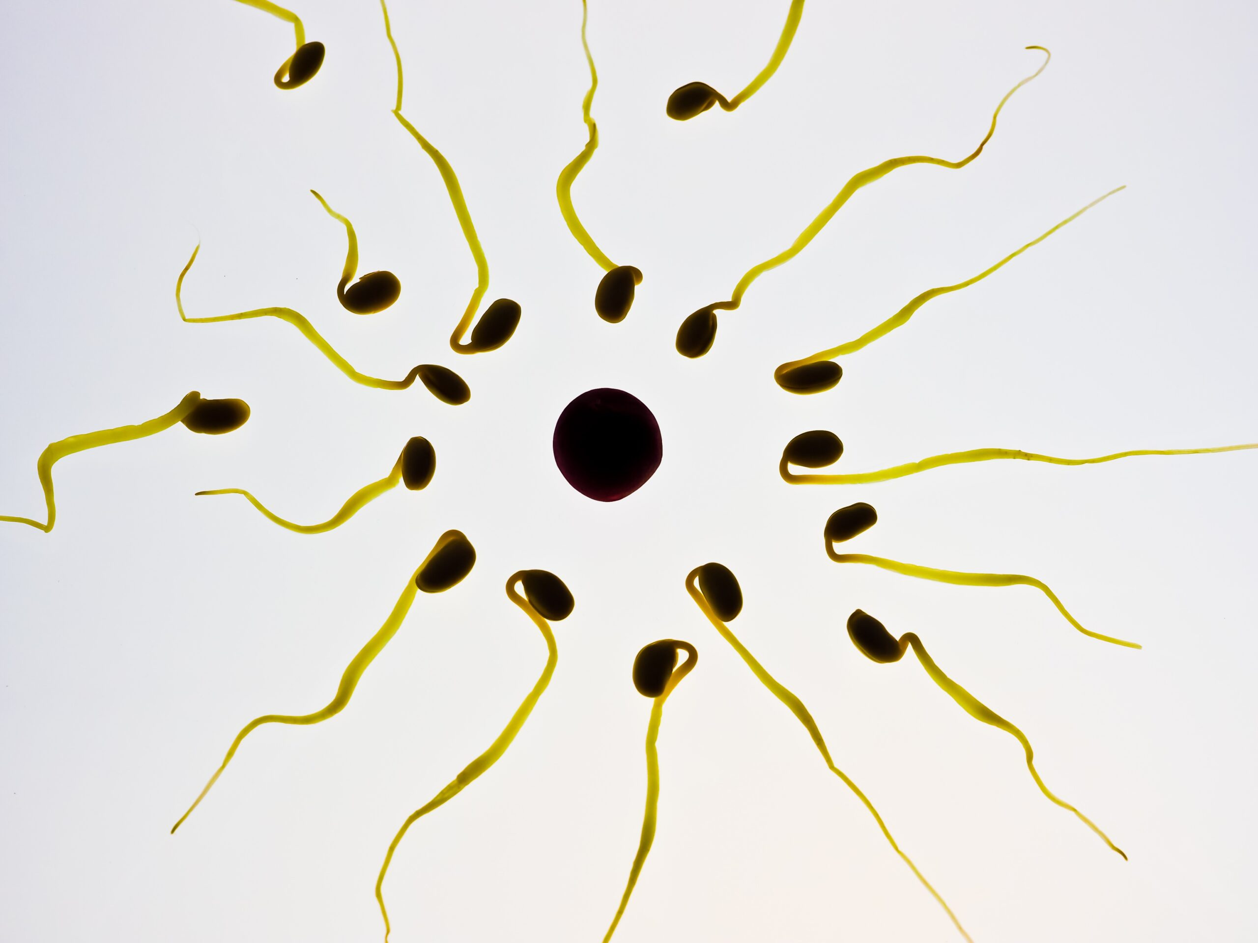 Сперматозоиды нарушают закон Ньютона — исследование университета Киото