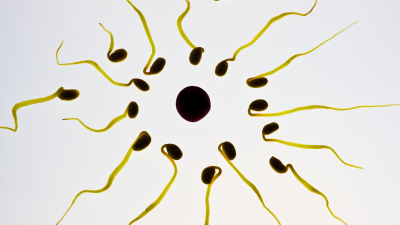 Сперматозоиды нарушают закон Ньютона — исследование университета Киото