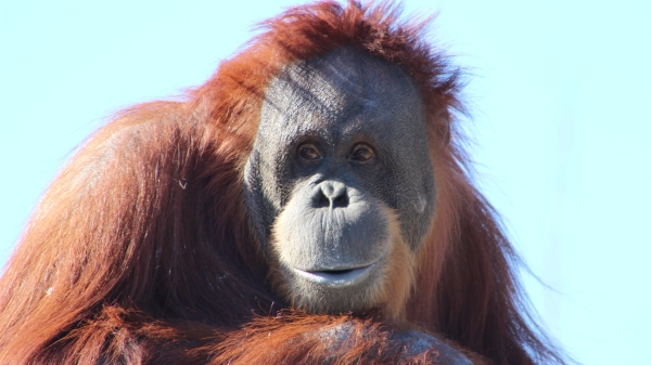 The Mirror: Беременная самка орангутанга спаслась от лесорубов на верхушке дерева