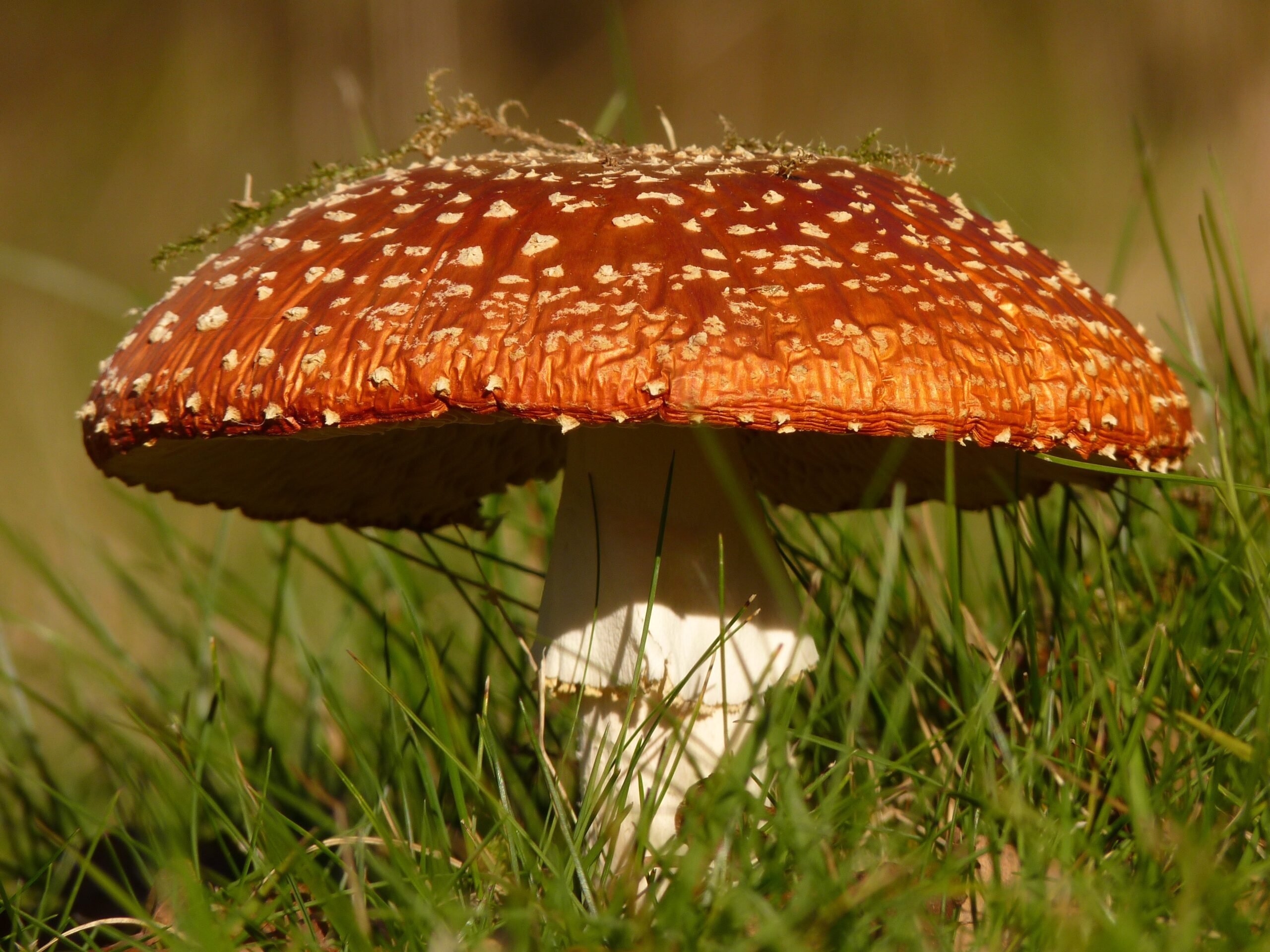 Ярко-оранжевый гриб необычной формы был найден жительницей карельского поселка